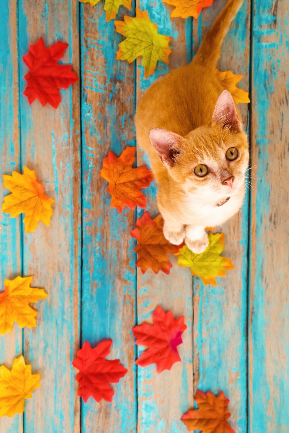 Walnut grove animal hospital veterinarian in langley langley bc